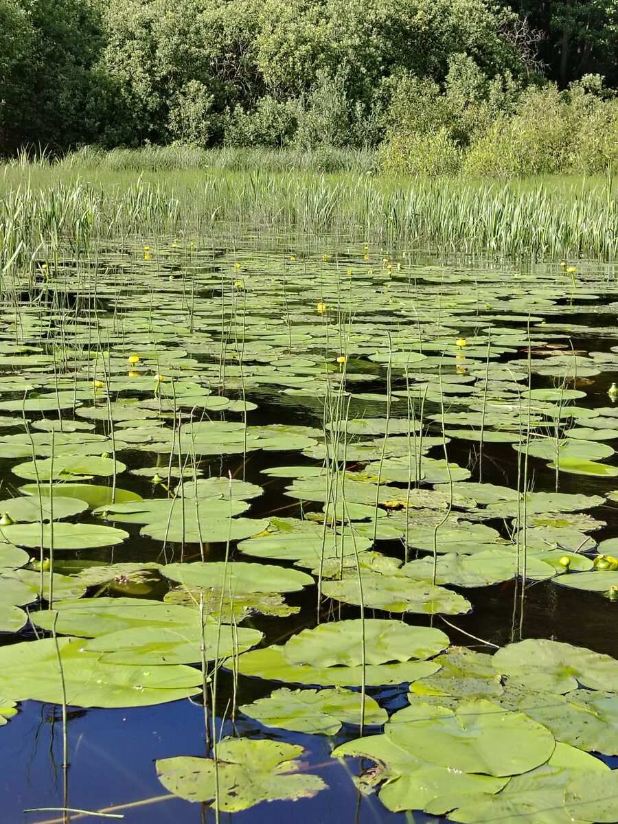 Фото автора.
