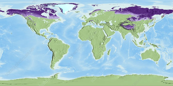 Глобальная карта вечной мерзлоты. Источник: Science photo (https://www.sciencephoto.com/media/916786/view/global-permafrost-layers-satellite-map)