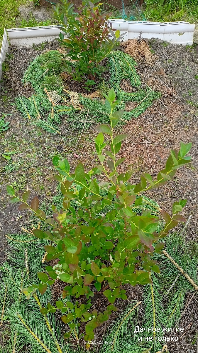 Чандлер (сверху) и Блюголд (внизу) на второй год после посадки