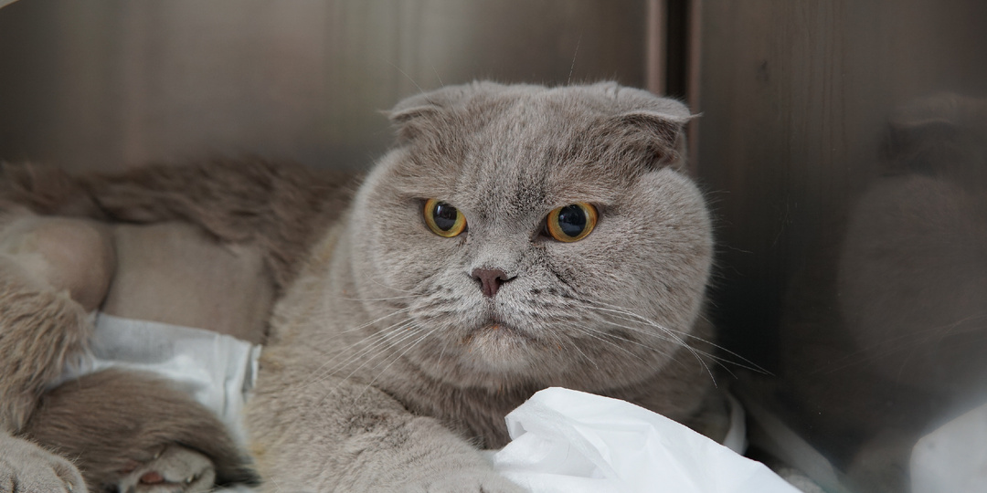 Шотландская вислоухая: особенности