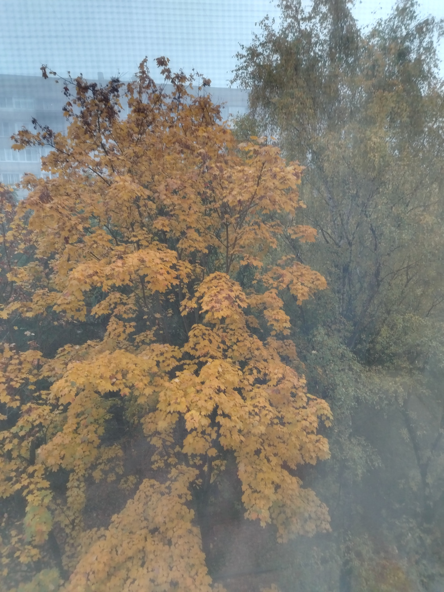 Фото моё. У нас сегодня туман.