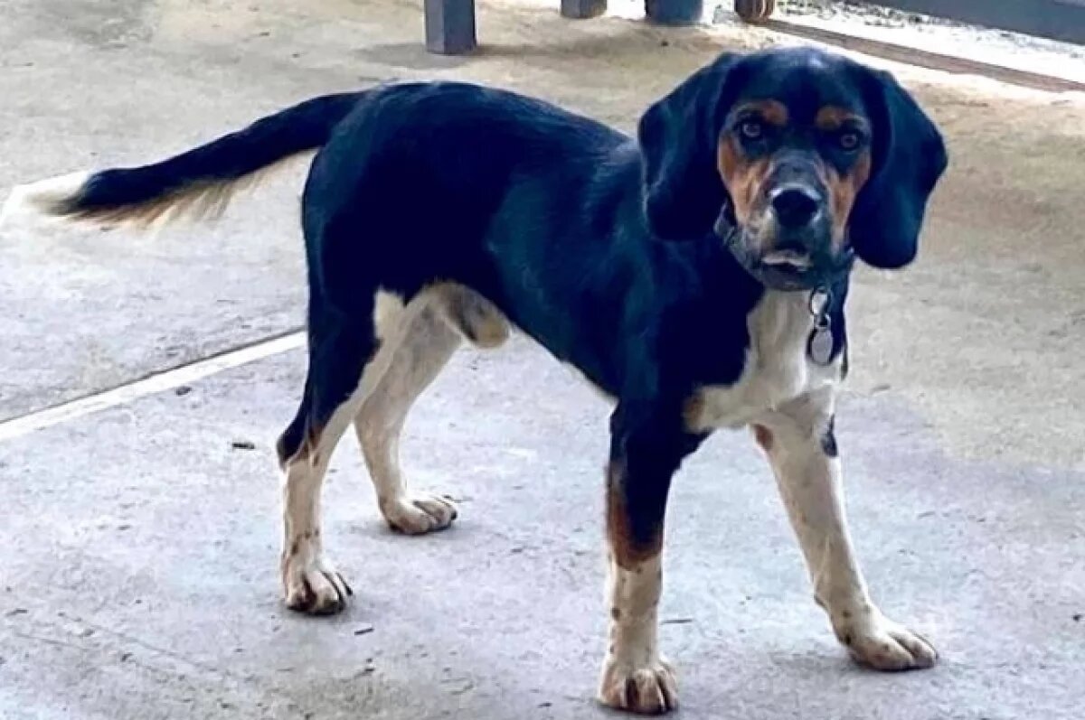    Нашлись хозяева брошенного в аэропорту Сочи пса Абрикоса