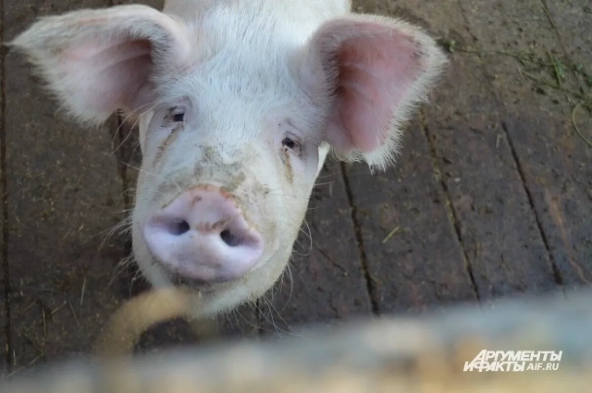    На одной из улиц Кемерова установили карантин из-за заболевания свиней