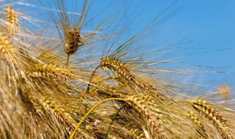    Фото: ФГБУ «Россельхозцентр» по Иркутской области