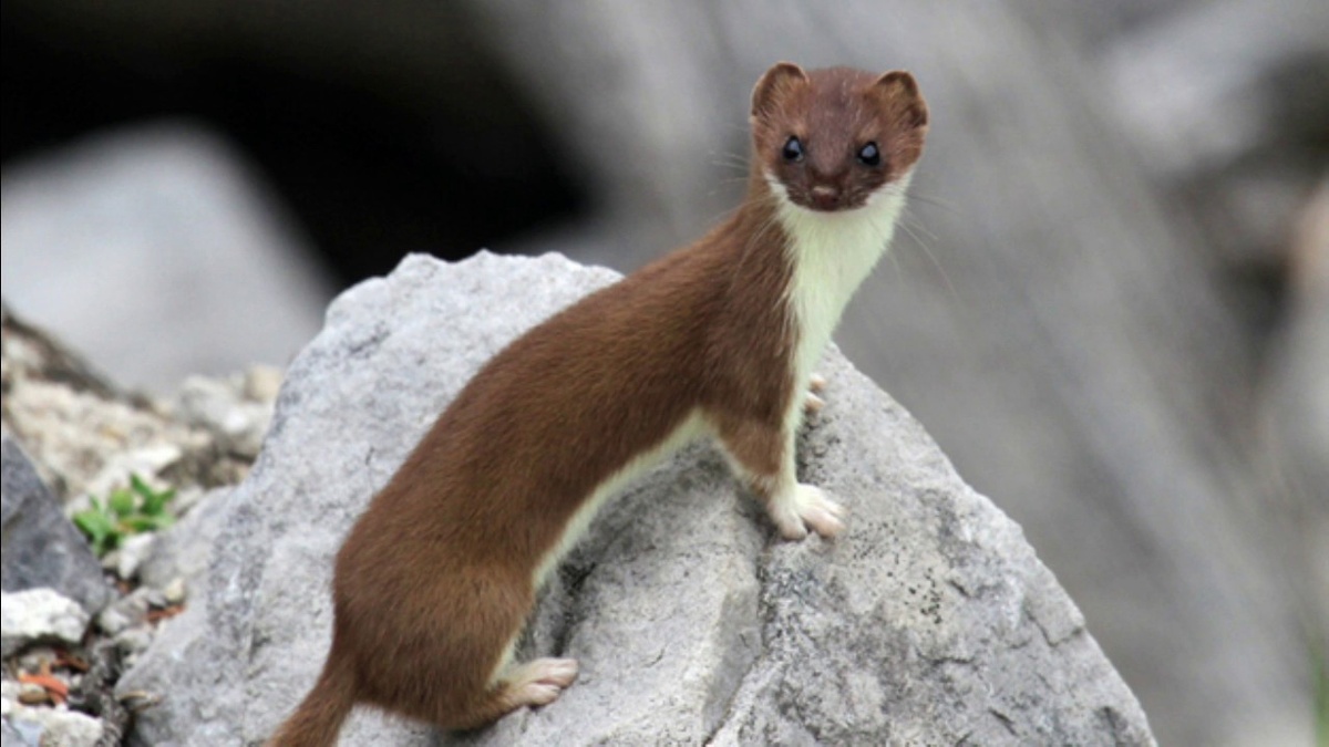 Mustela nivalis