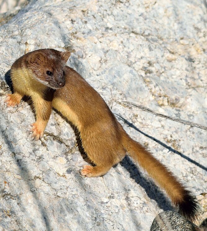 Длиннохвостая ласка (Mustela frenata)