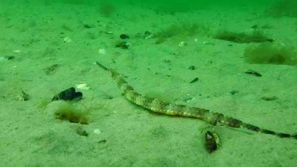 Толсторылая игла-рыба.