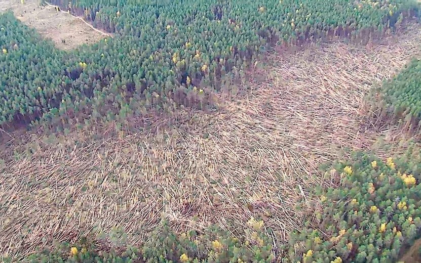    Более 45 га леса повалило в Удмуртии шквалистым ветром