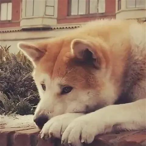 Изображение взято из сети Интернет.