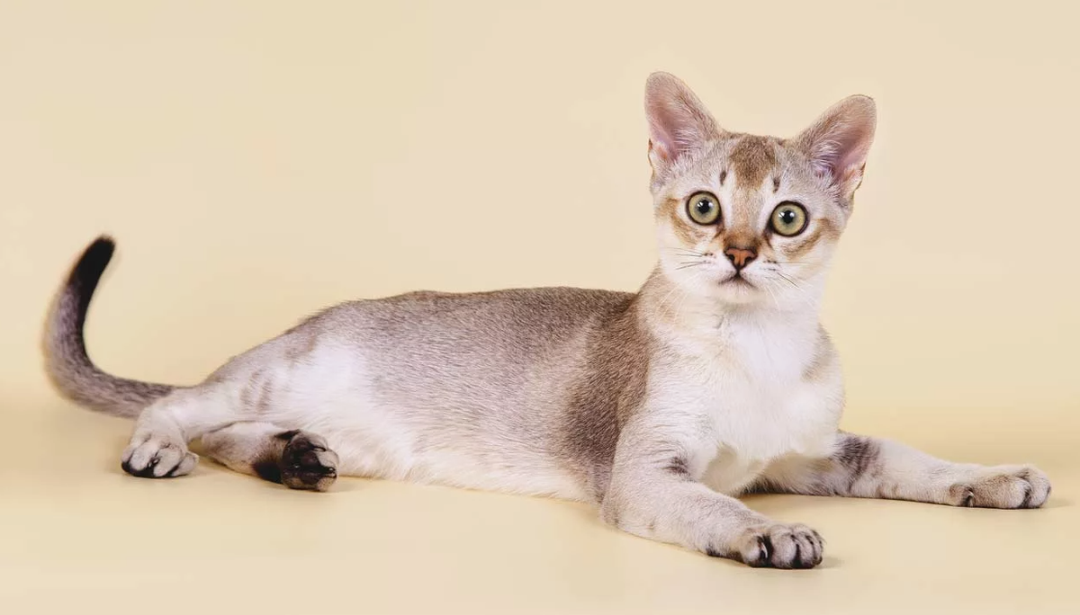 Сингапусркая кошка