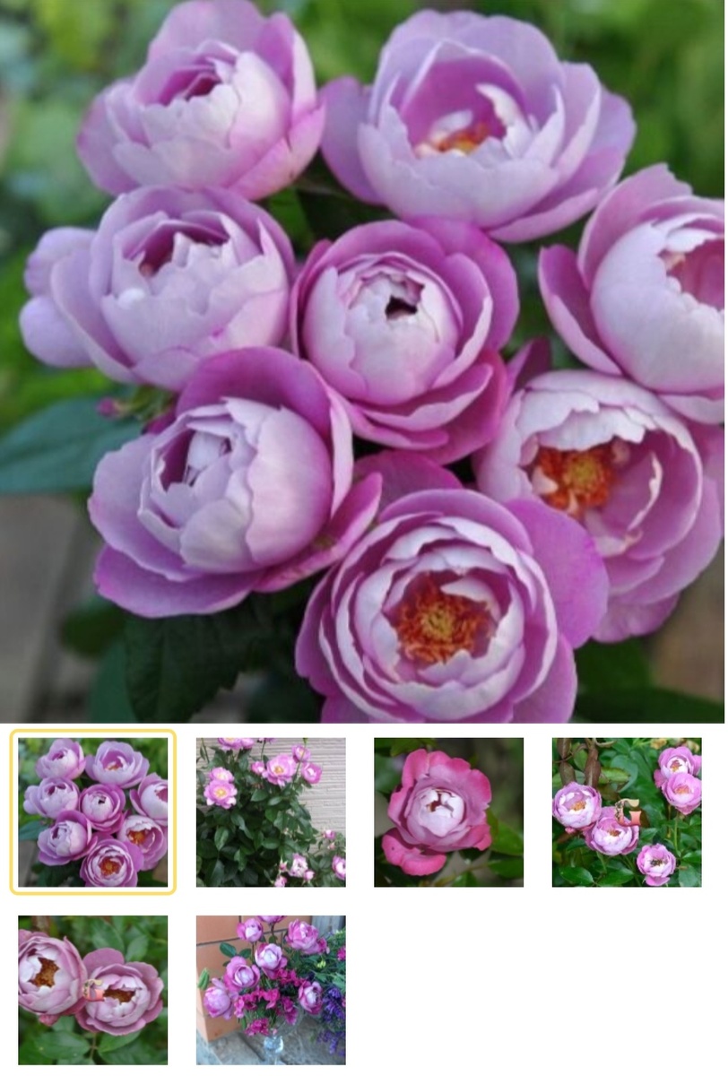 Фото из свободного источника