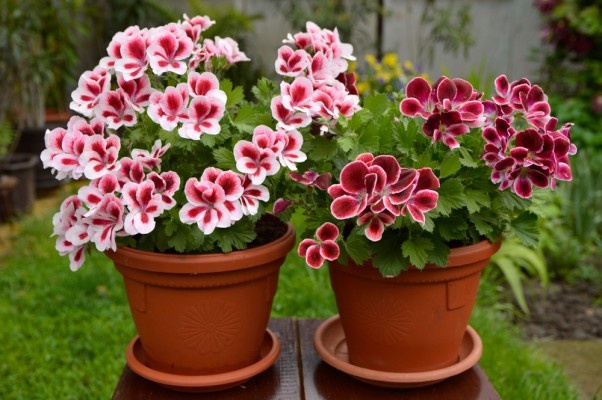 Источник фото shutterstock.com