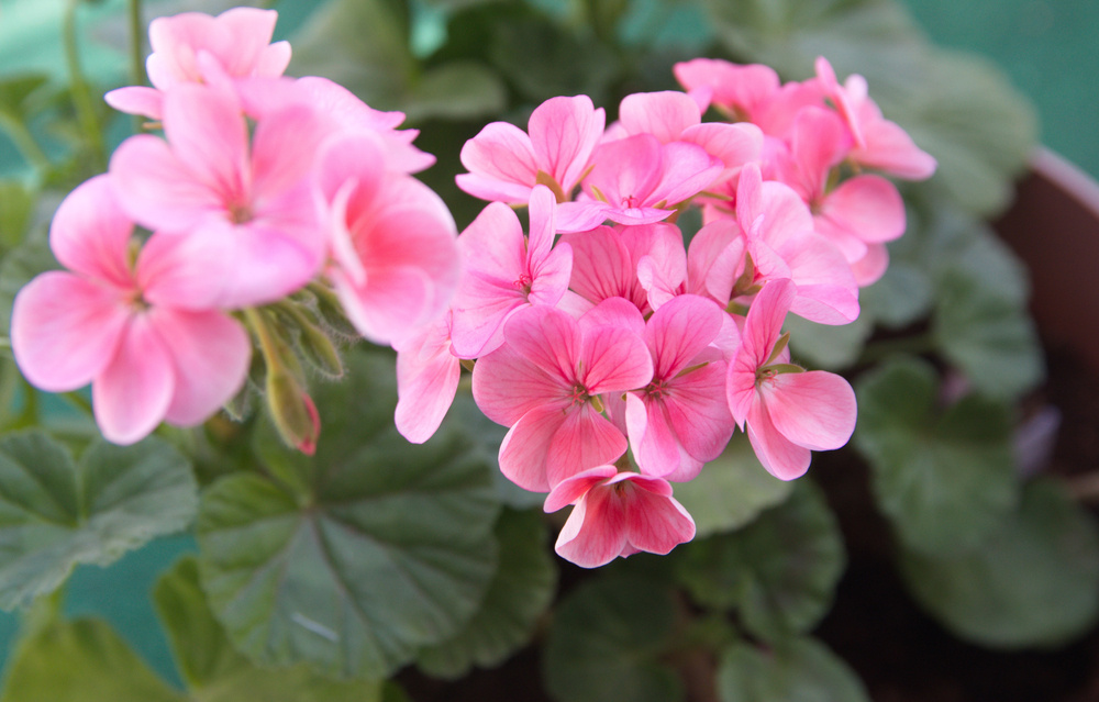 Источник фото shutterstock.com