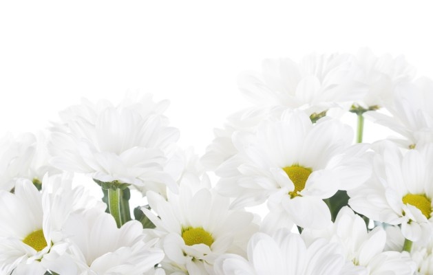 Хризантема мультифлора: как сохранить зимой в открытом грунте