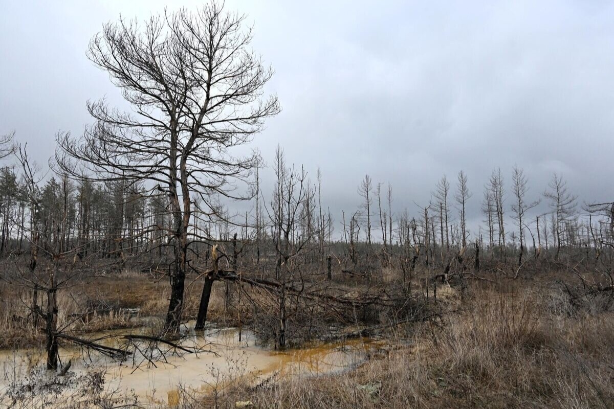    Фото: Евгений Биятов, источник: ria.ru