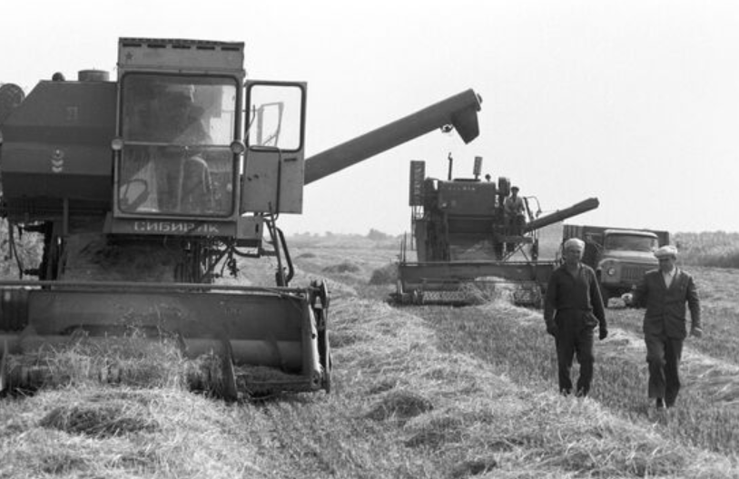 Сбор риса в колхозе. Октябрь 1985 года. Автор фото: Владимир Акимов
