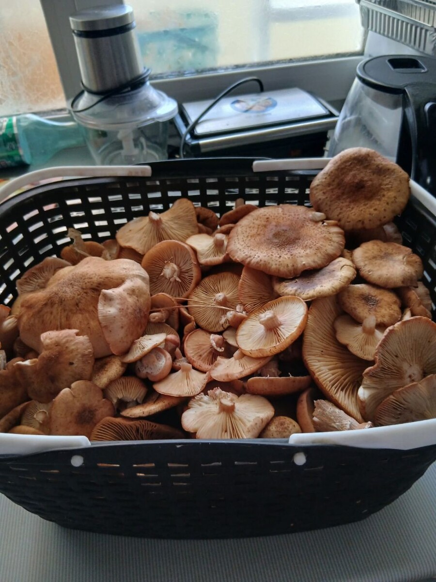    В алтайских лесах всё еще находят грибы. Источник: Грибы и Грибники Алтайского края / Vk.com