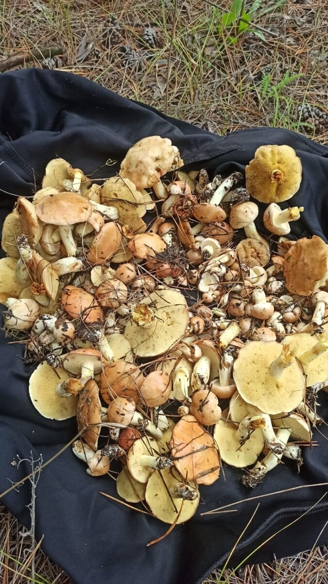    В алтайских лесах всё еще находят грибы. Источник: Грибы и Грибники Алтайского края / Vk.com