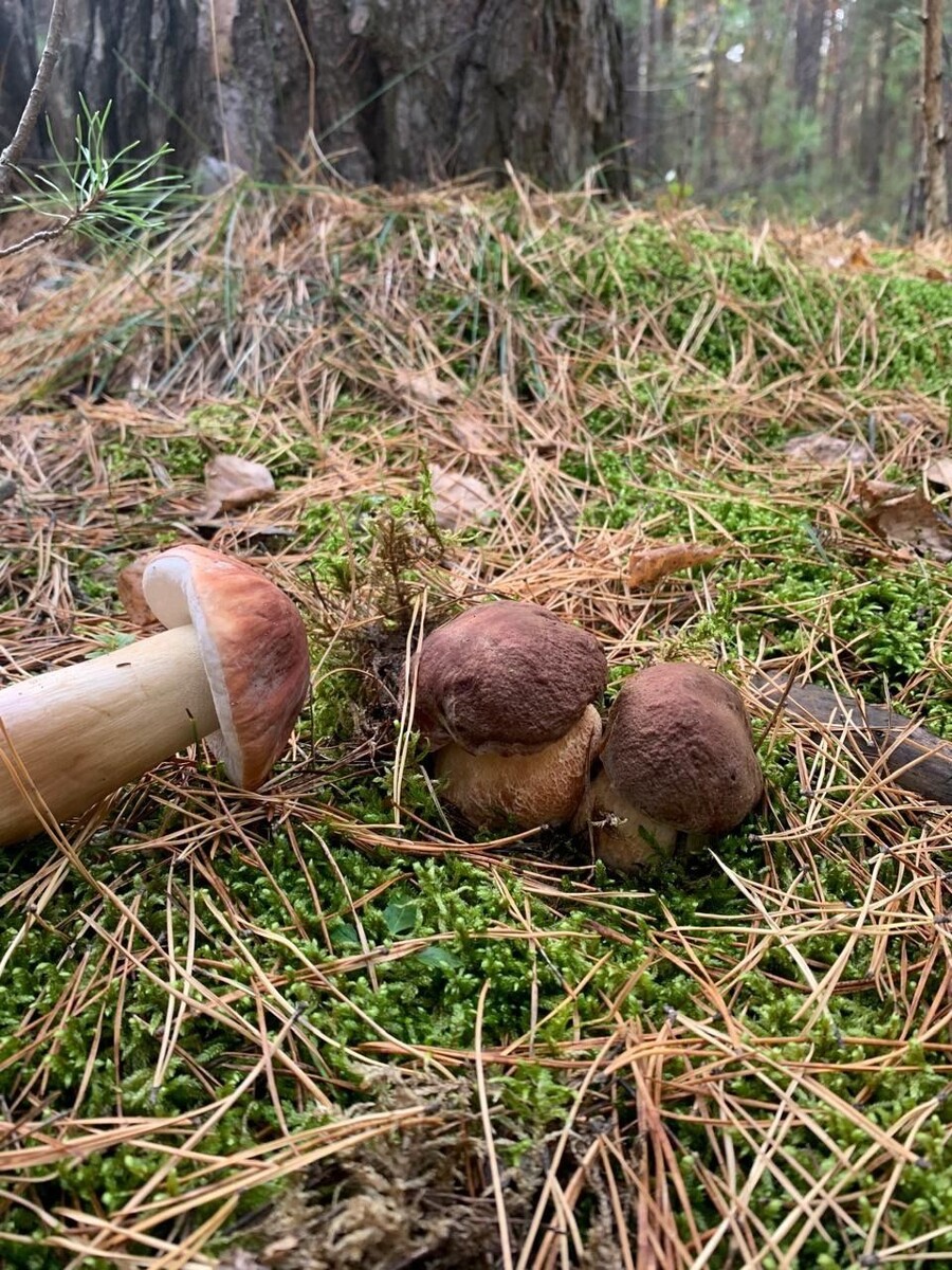    В алтайских лесах всё еще находят грибы. Источник: Грибы и Грибники Алтайского края / Vk.com