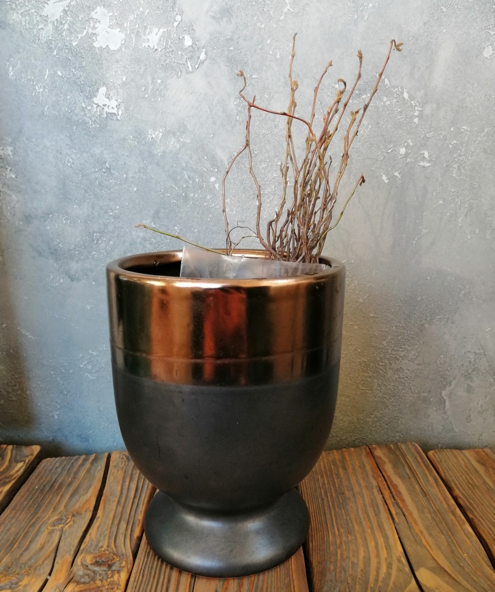 Сидят в эпине. От корня росточки сантиметров десять. 