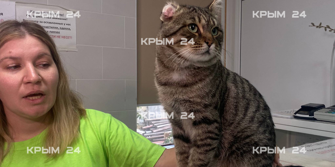 В Крыму кот уличного музыканта Василий ищет новый дом