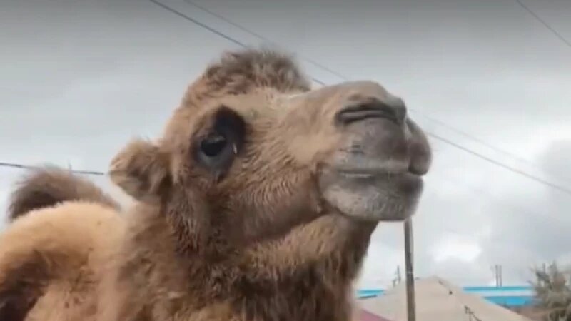     Верблюд в Камне-на-Оби. Скриншоты видео