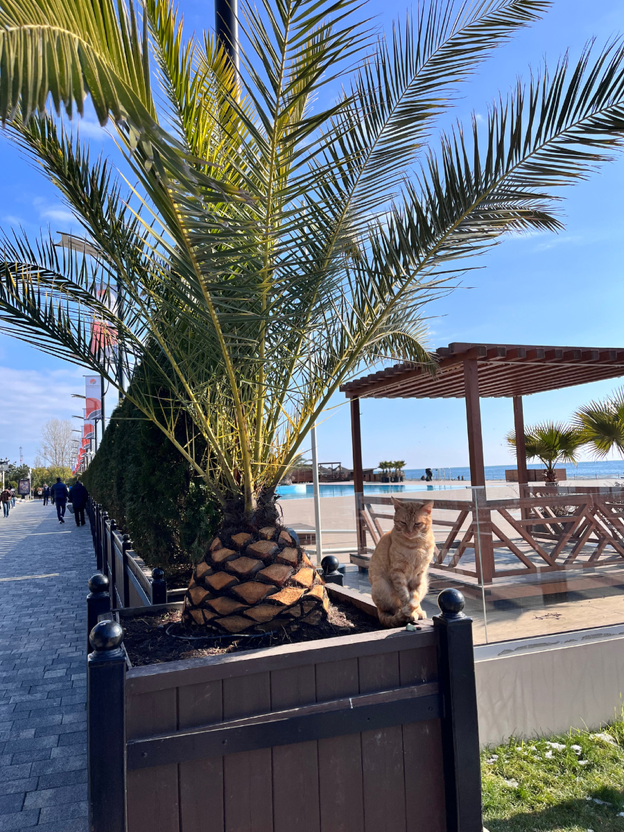 Вот Вам Сочинский кот на удачу