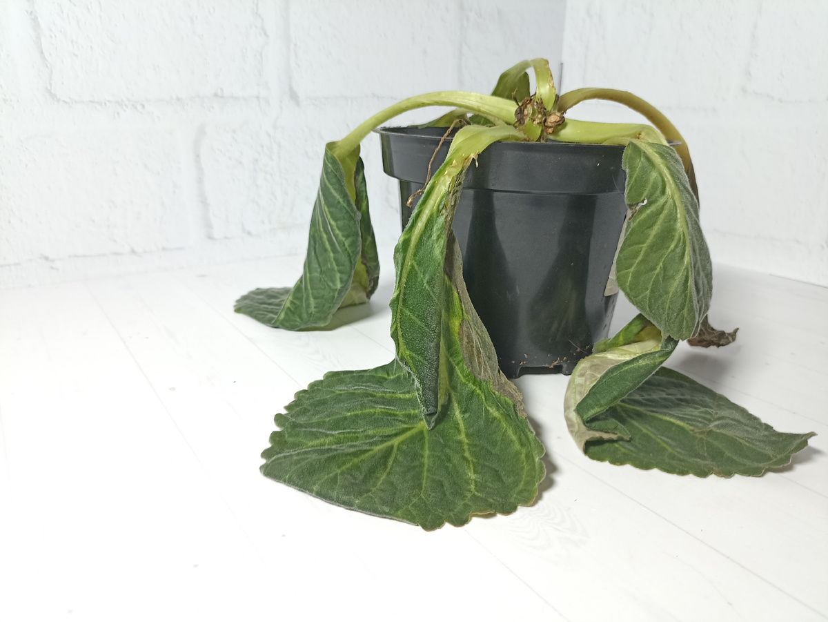 Засыпающая глоксиния