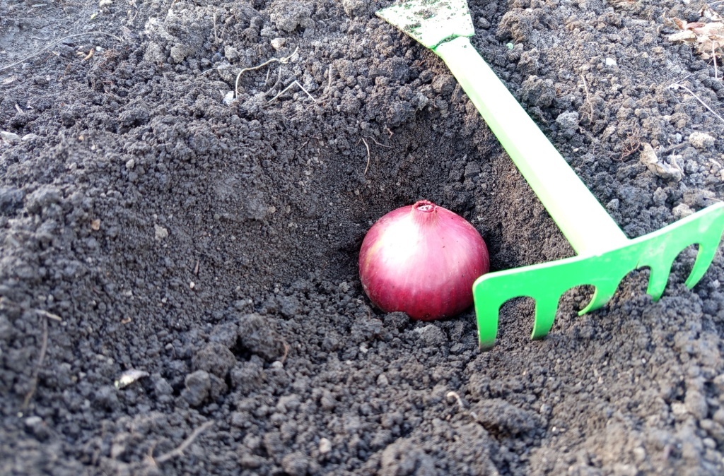  Посадка лука на чернушку