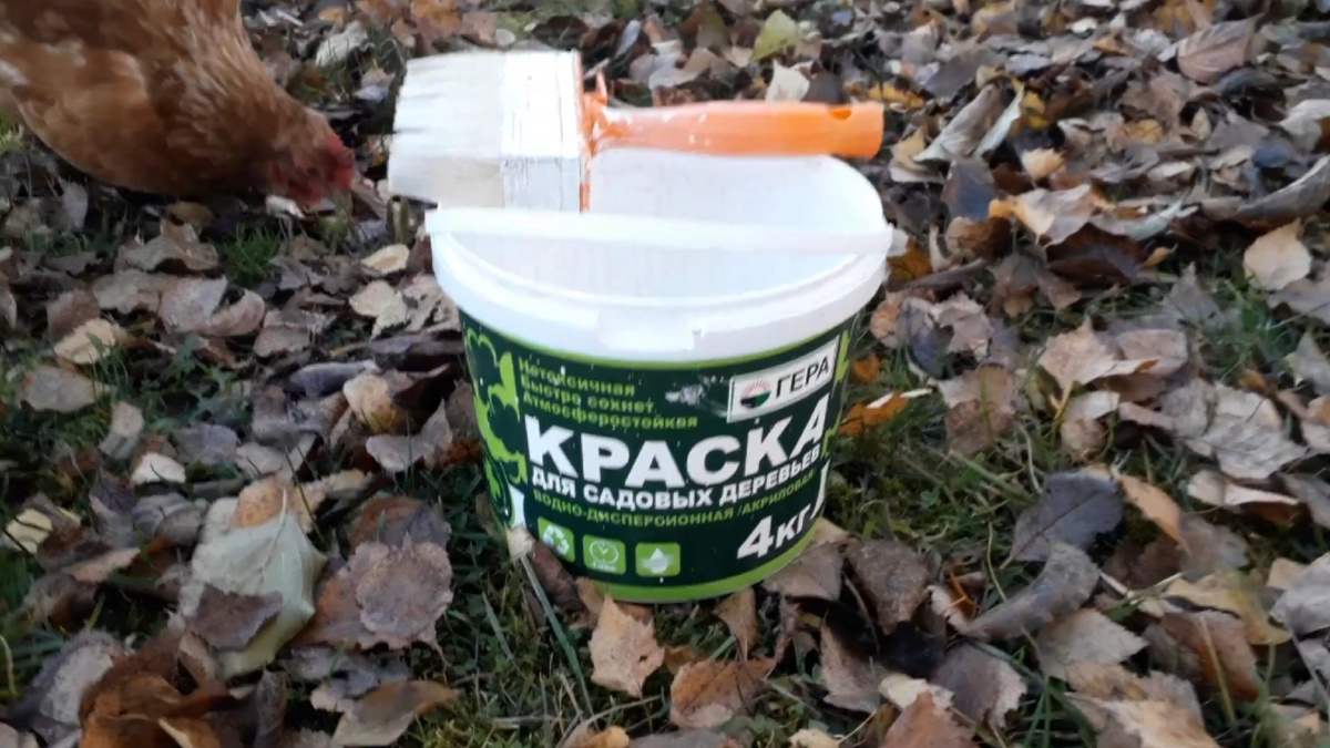 Краска для садовых деревьев.