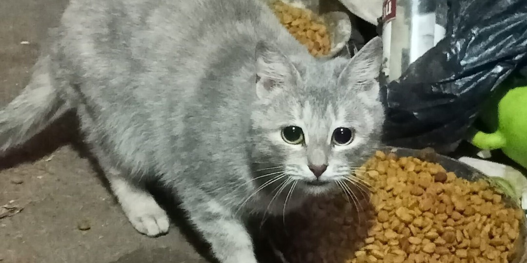 Брошенные коты могут умереть от холода в Новосибирске