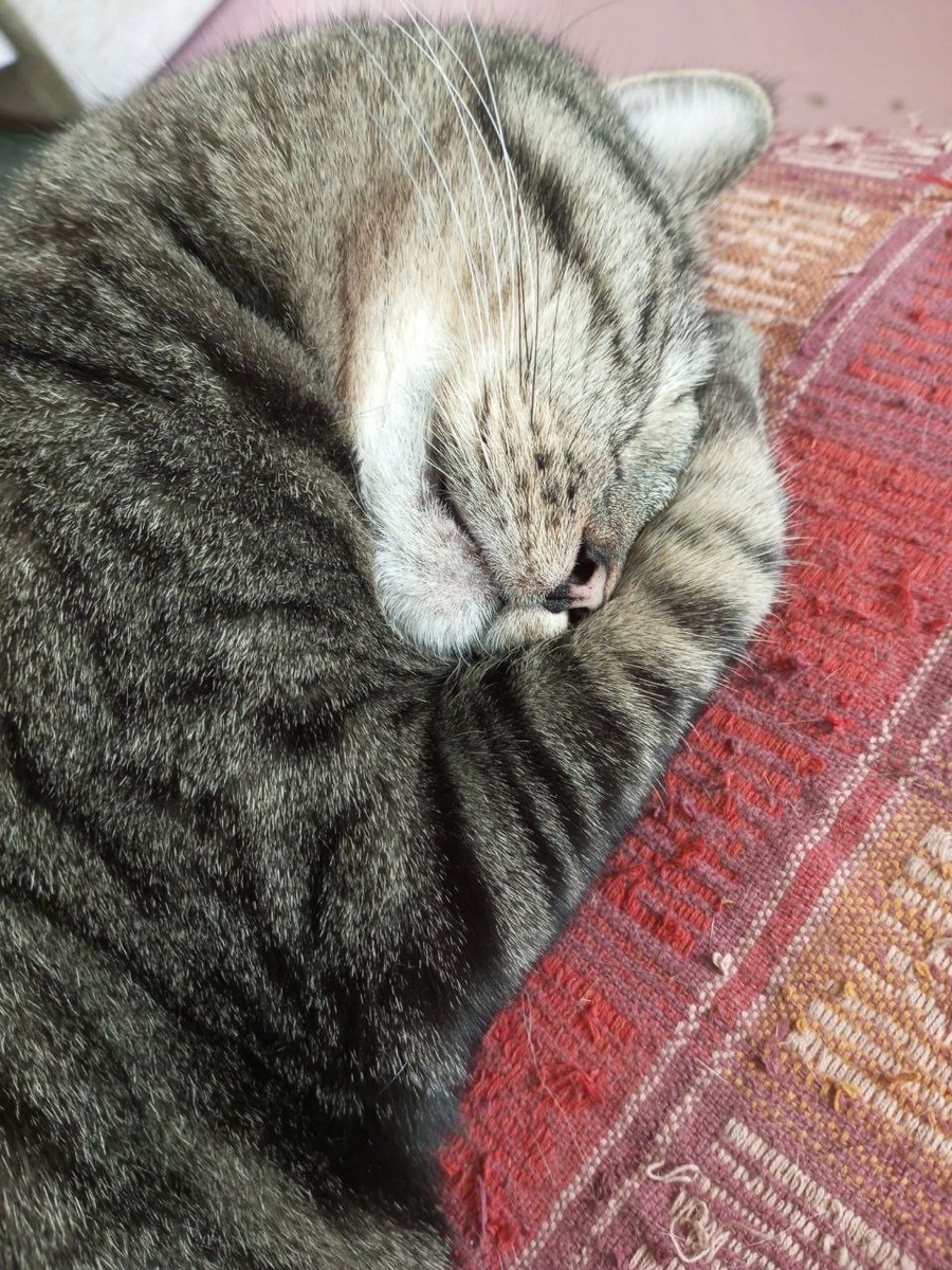 Спите, сони!