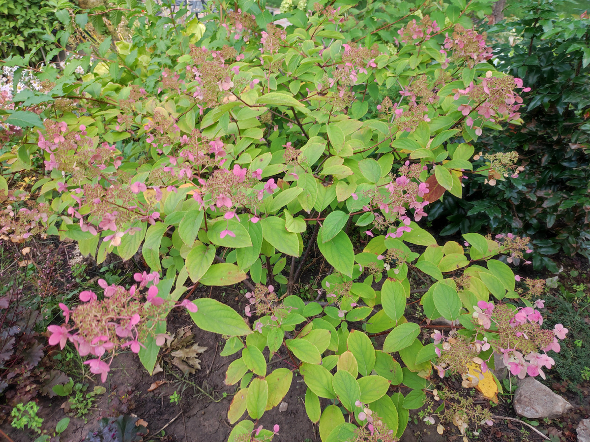 Метельчатая гортензия Мини, под таким названием я ее покупала в питомнике много лет назад. Сентябрь 2025. Фото автора.