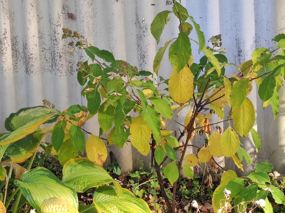 Метельчатая гортензия Левана октябрь 2025. Год назад зимой, она была сломана под пенек, на неё упала обломленная ветка дуба, которая обломилась во время обледенения. Фото автора.