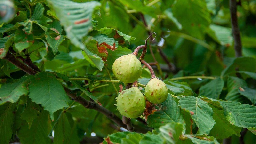    Svetlana Vozmilova/Globallookpress