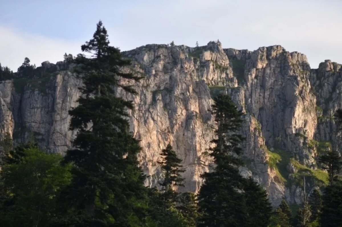    Жертвы «белой головы».