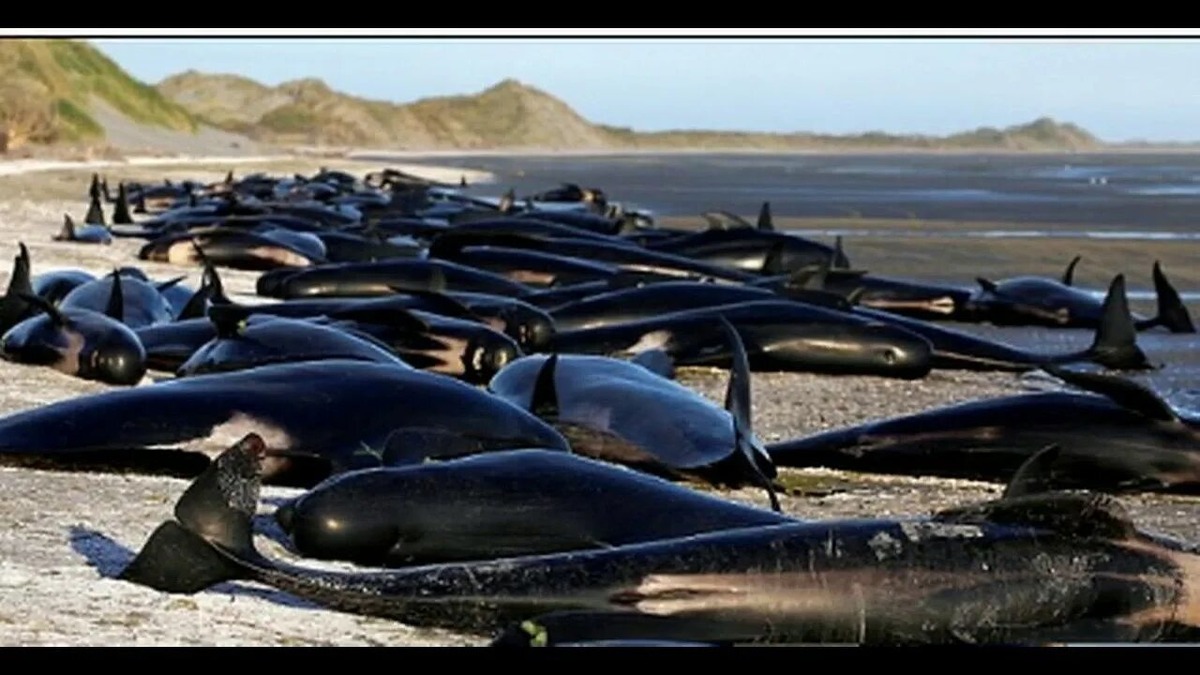 Фаруэлл-Спит, Новая Зеландия, 2017 год.