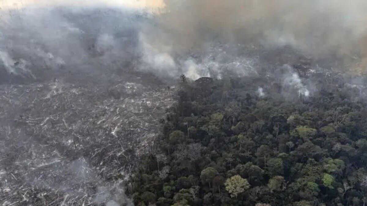    Пожары в Амазонии в 2024 году / © Marizilda Cruppe / Greenpeace