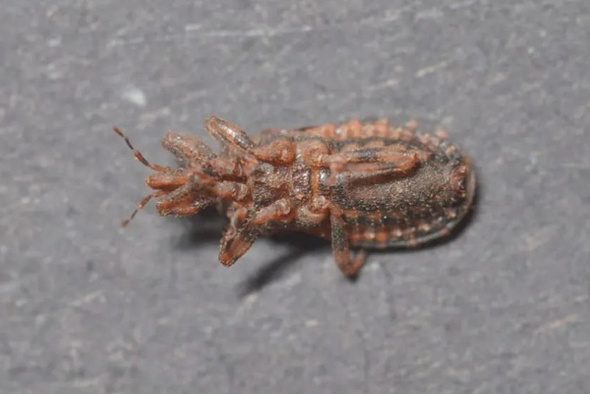     Telegram-канал Shot