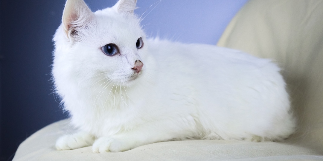 Белоснежную кошку с голубыми глазами спасли от смерти в Волгограде: ее история поражает