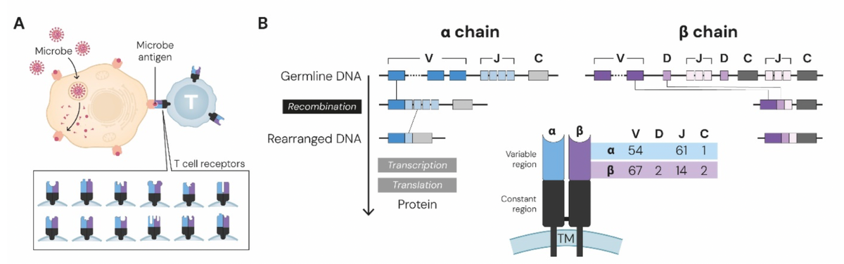    Разнообразные Т-клеточные рецепторы и процесс VDJ-рекомбинации Gunilla Karlsson Hedestam, Olle Kämpe, M.D., Ph.D., Chair of the Nobel Committee