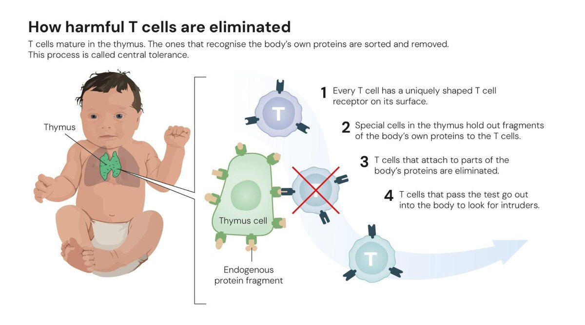     Центральная иммунологическая толерантность Пресс-релиз комитета Нобелевской премии (с изменениями)