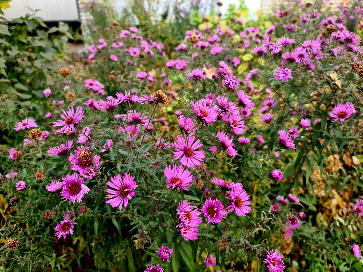 Планета очищается от плохих и дарит нам цветочные дары с божьей помощью