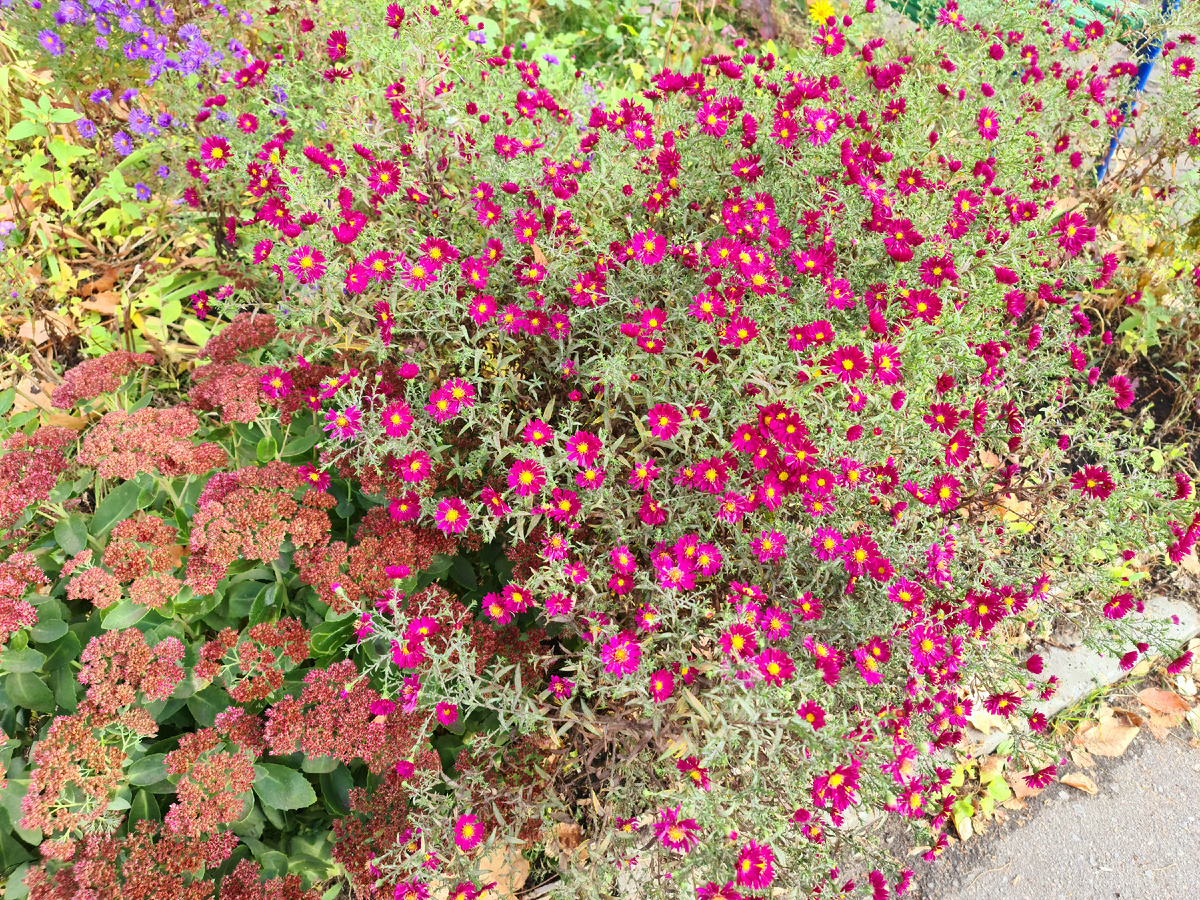 Цветы и их цвет бывает разным