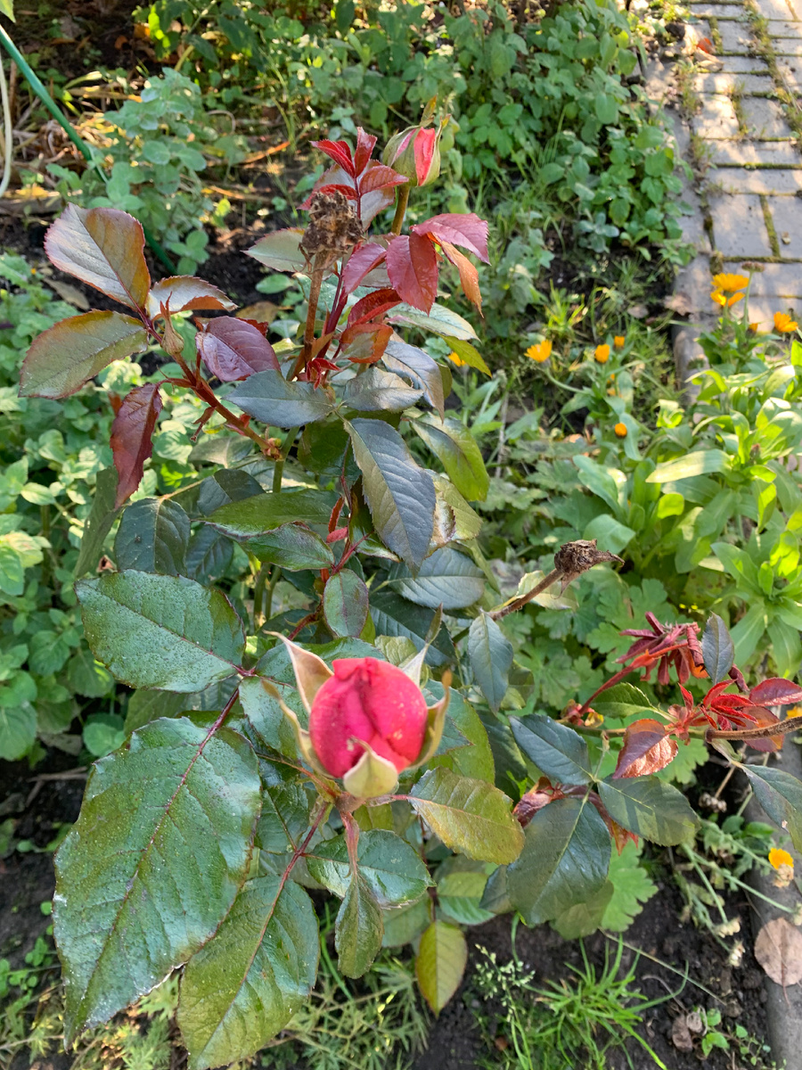 Роза Вэддинг Белз