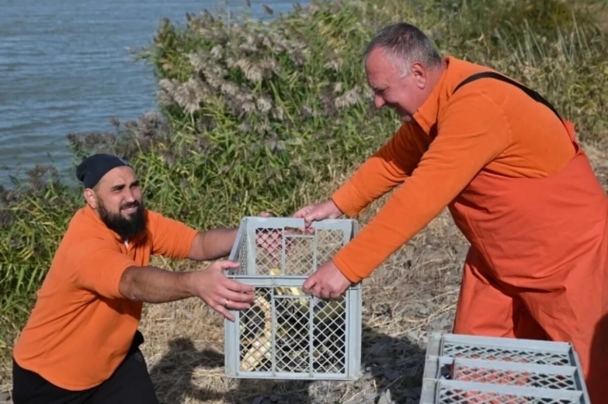    В Волгодонске в водоём-охладитель выпустили 1,5 тыс. особей осетра