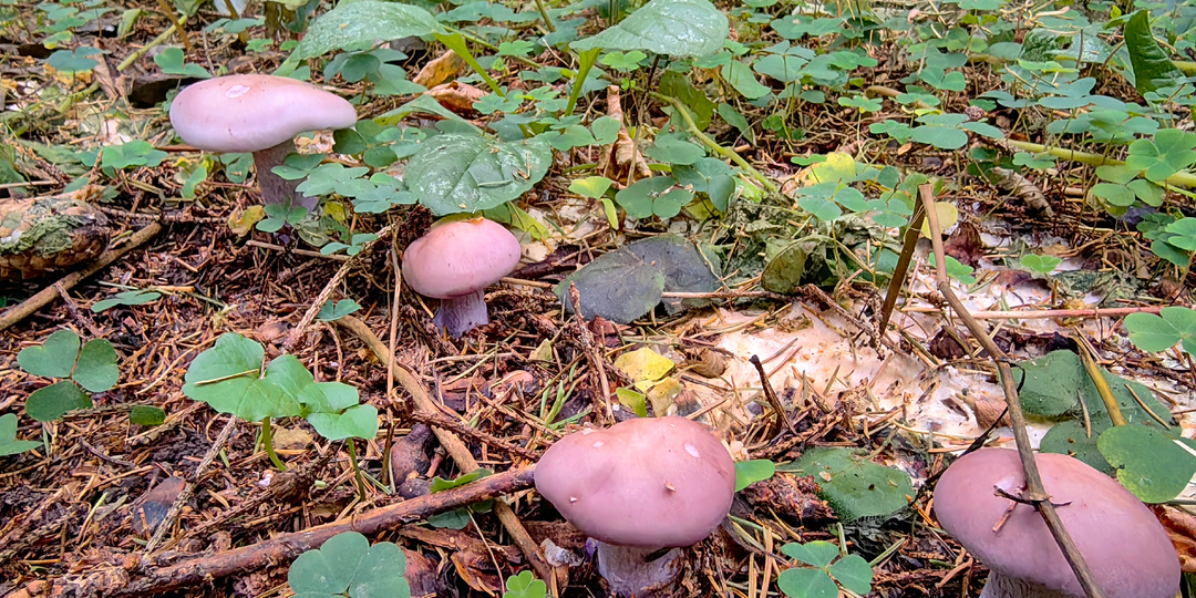 Неожиданный сбор фиолетовой рядовки. По грибы 27 сентября.