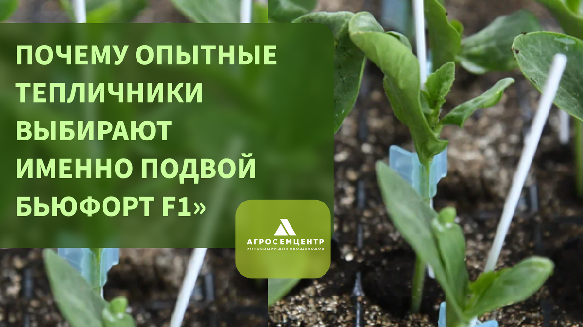 Прививка томата — точная работа, и выглядеть она может так