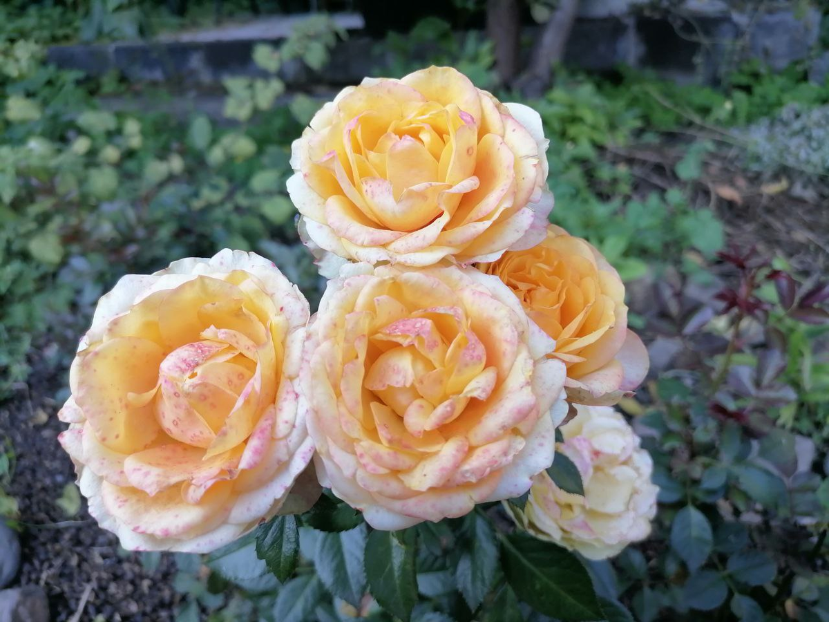 Эта роза зимовала дома и высажена на лето, фото автора