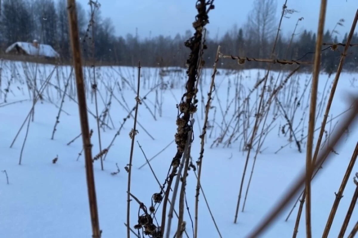    В Ростовской области снова ввели карантин из-за повилики